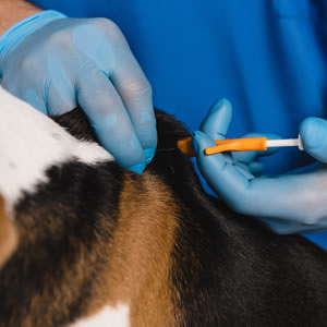 How important is it to get your dog microchipped? 